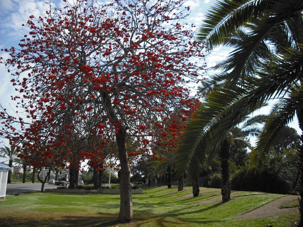 Red flowering