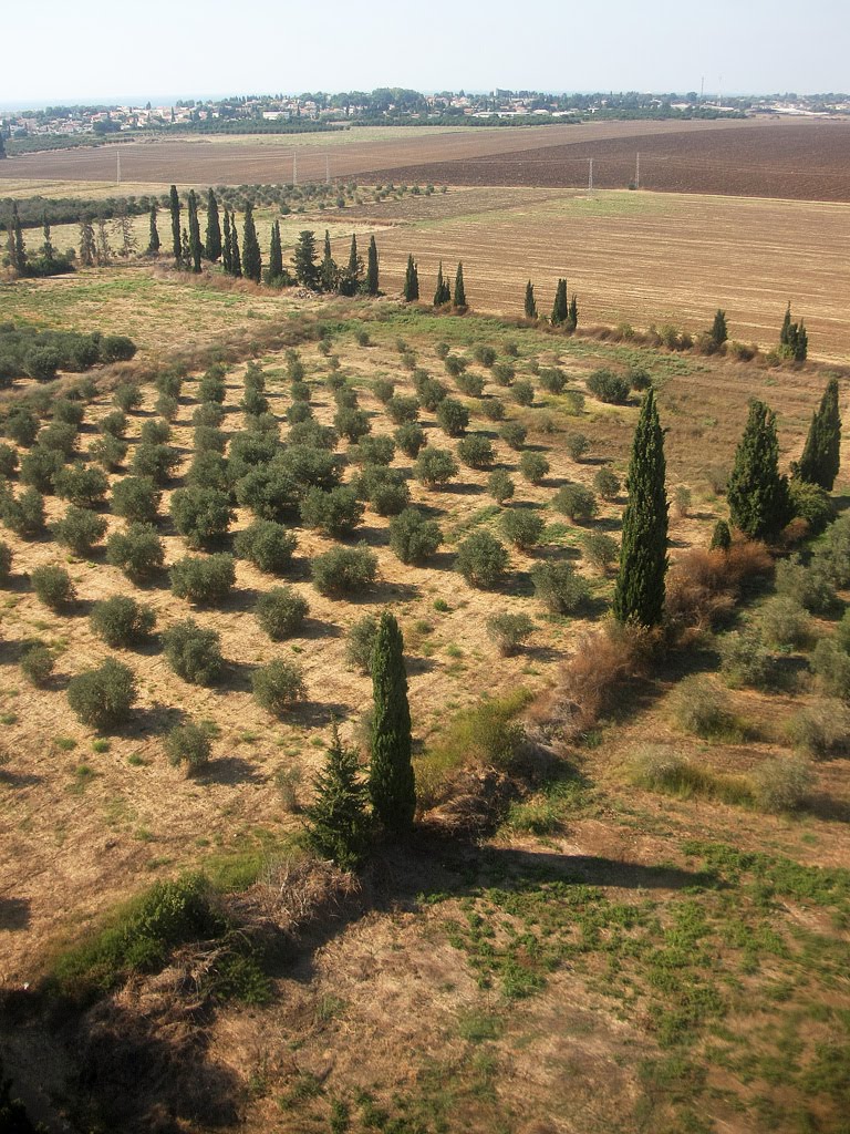 Tree fields by the Western Galilee Medical Center
