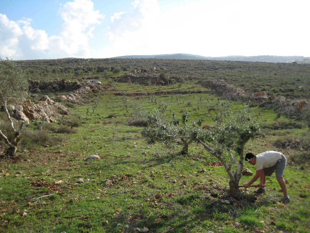 Sakhnin, سخنين (Josef Ghantus)