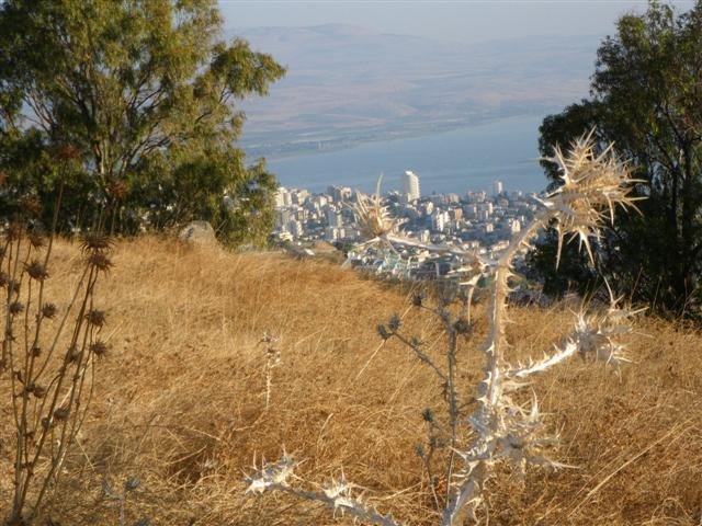 Israel Trail P55