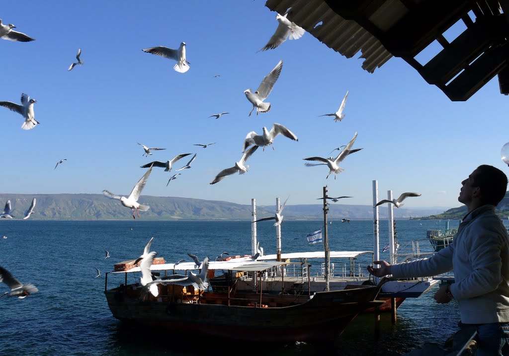 Kinneretian gulls, Tiberias