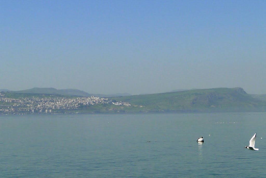 ARBEL TEVERYA