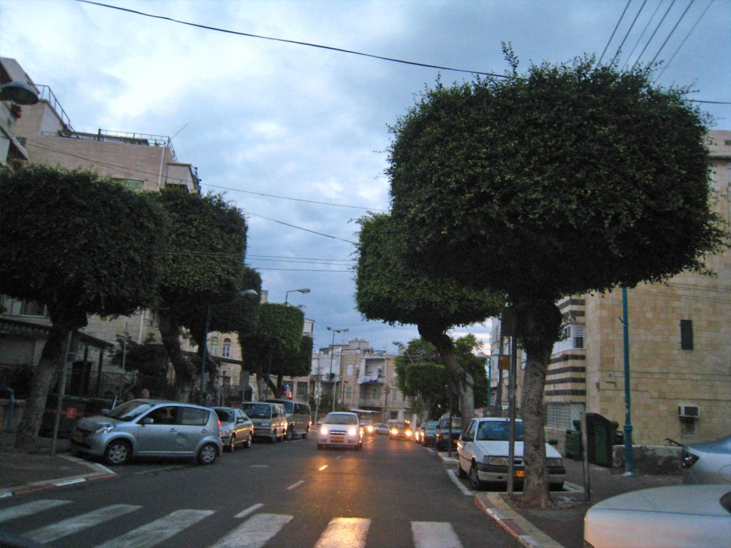 Road with trees