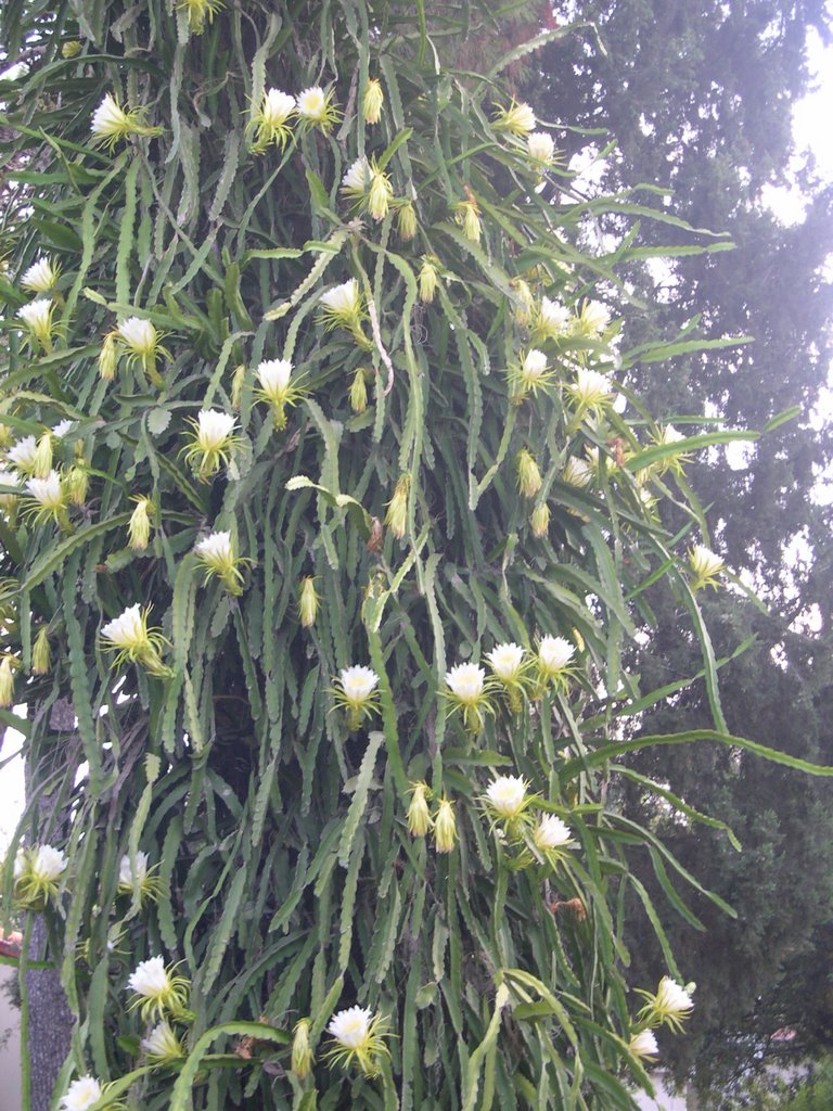 DSCN2635