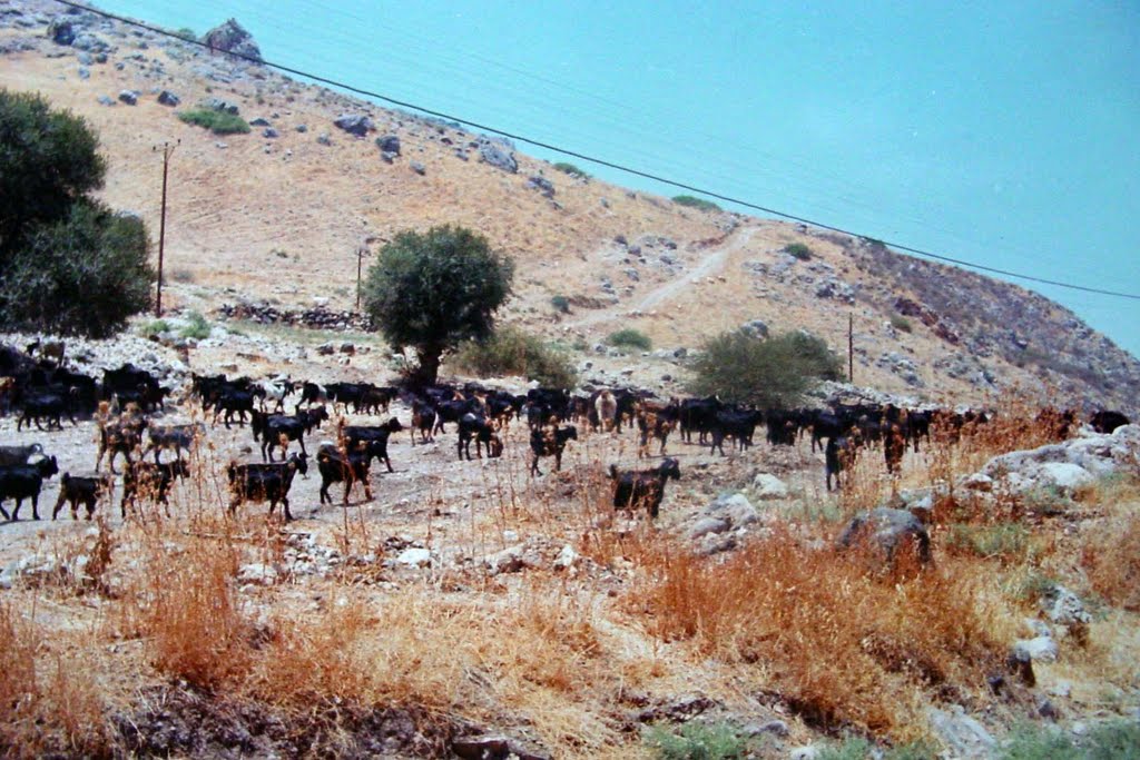 ISRAËL, Migdal. Like in biblical days: a flock of goats along the shore of the Sea of Gallilee הכנרת, 1966 ישראל