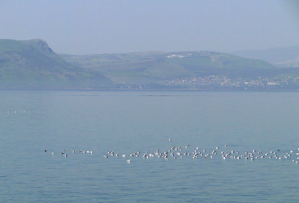 MIGDAL ON THE LAKE