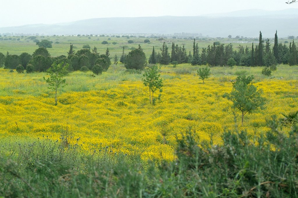 israel.qatsrin.