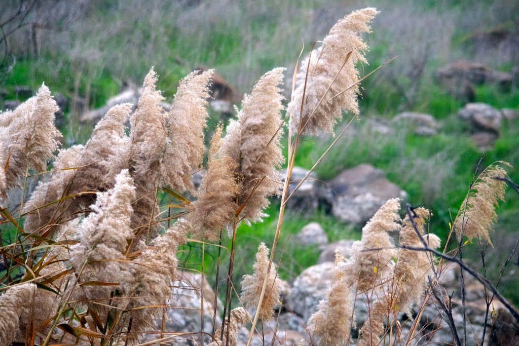 Bullrushes, Gamla, Golan Heights