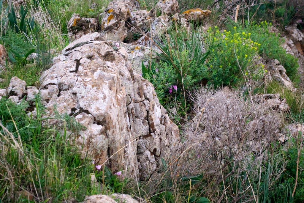 Outcrop of stones, flora, Gamla, Golan Heights