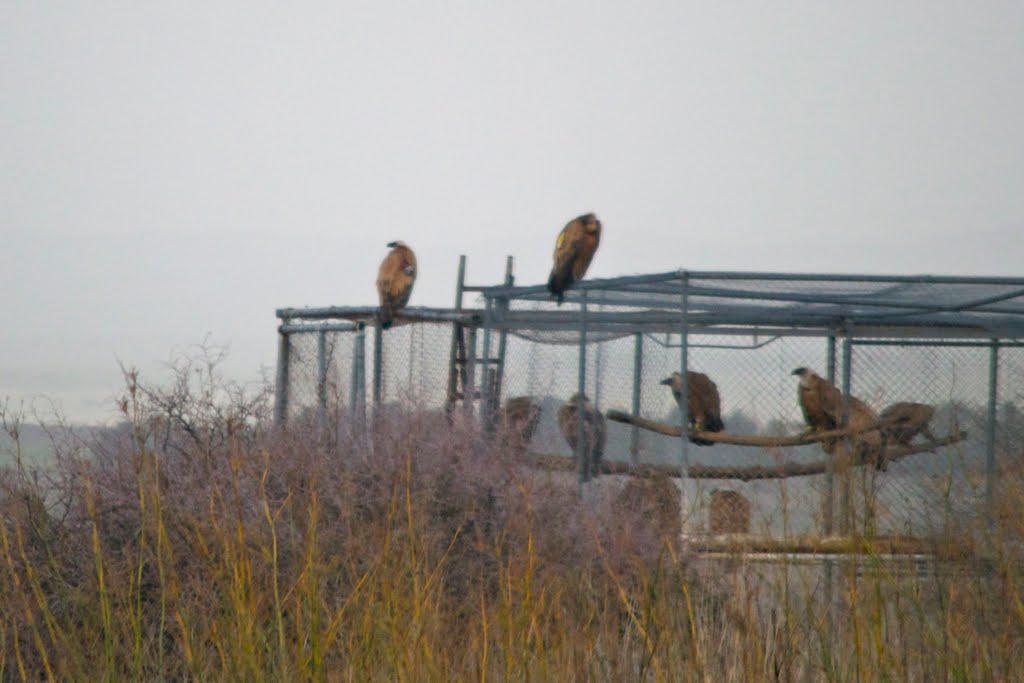 Vultures around hiking trail of Gamla, Golan Heights