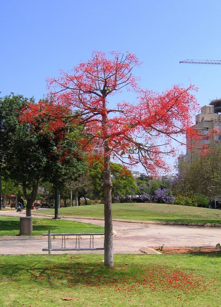 Mahogany