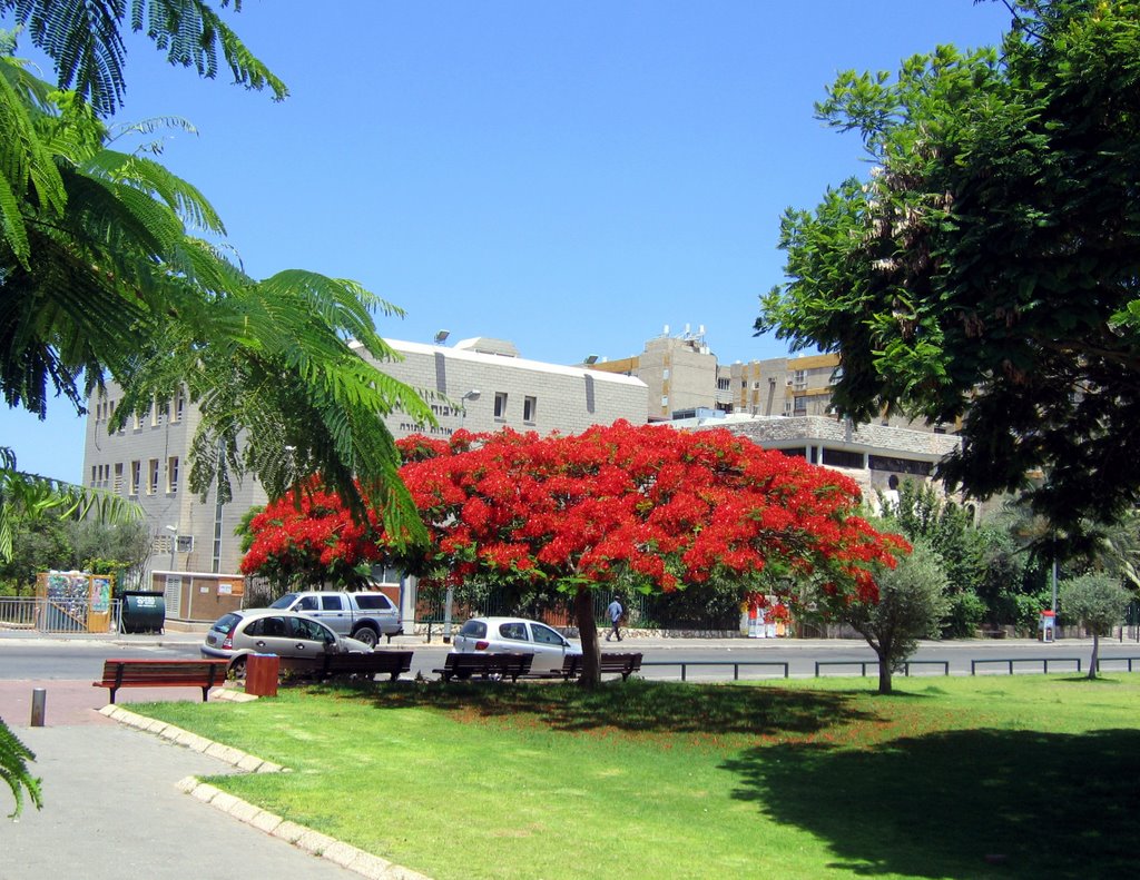 The Egyptian acacia
