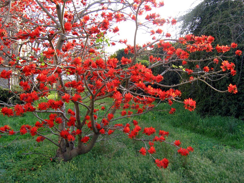 Fiery tree