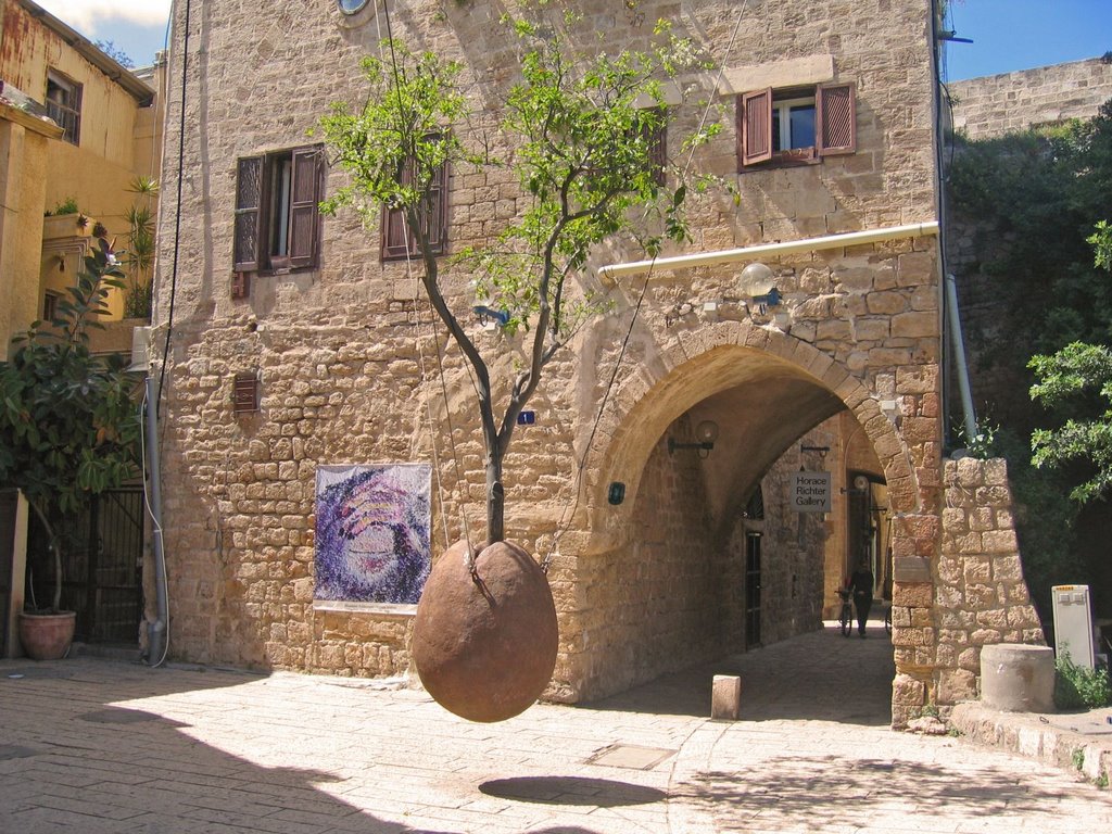 Old Jaffa: suspended orange tree