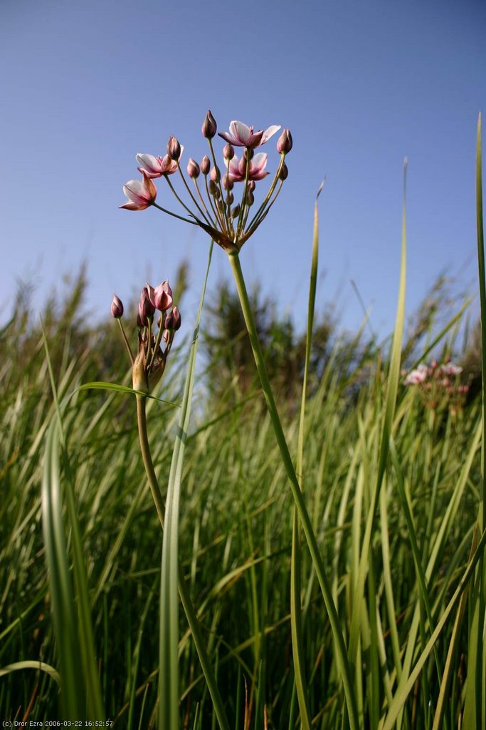rare plant on baasa wet field