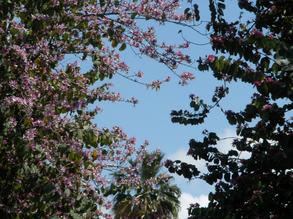 blooming spring blue sky