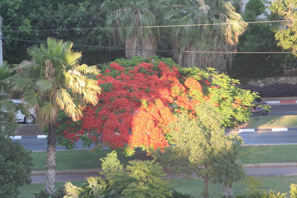 Tree bloom in Ben Gurion St