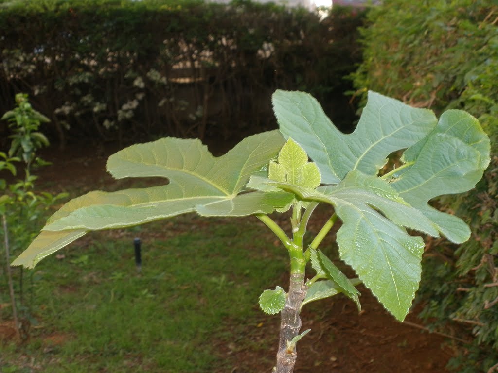 new born fig tree