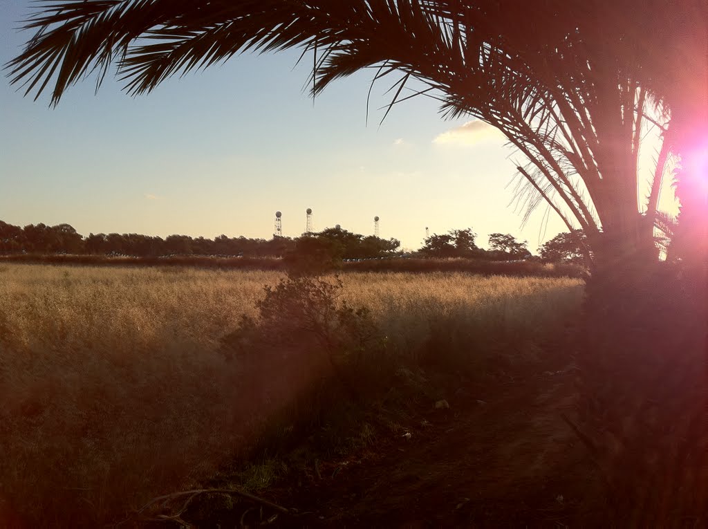 Fields of Ramat Hasharon with Glilot Compound in the background, May 2011