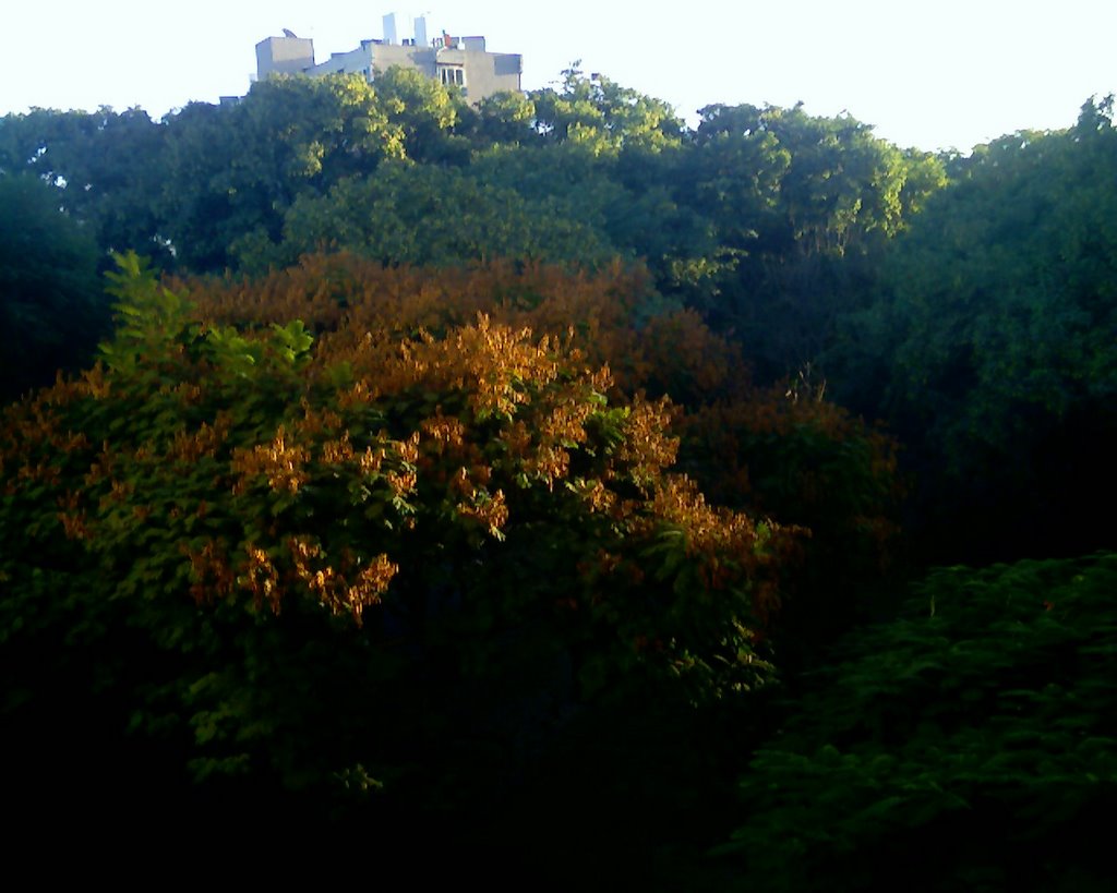 Rimon Neighborhood