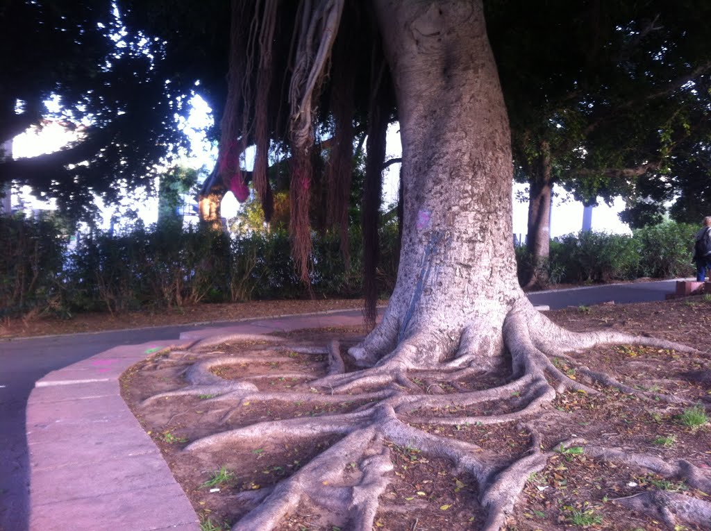 Giant eucalyptus Park Givatajim Israel