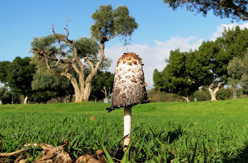 MUSHROOM