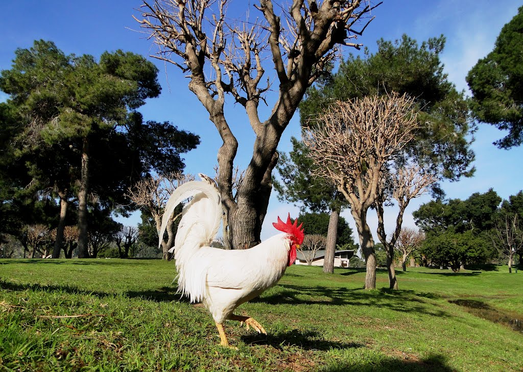 MISTER COCK