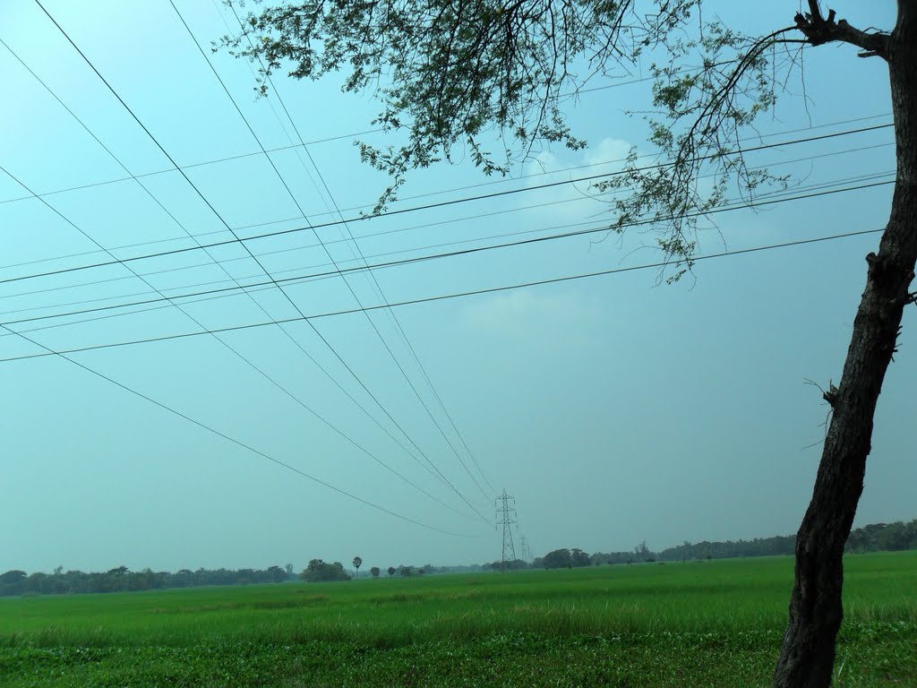 PADDY-FIELD,  NEAR MOHANPUR