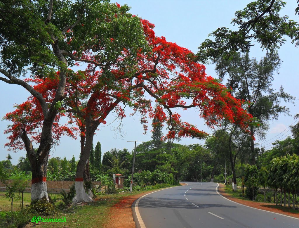 Haldia