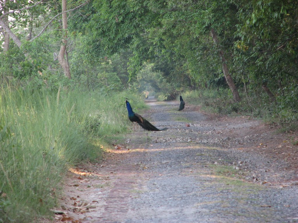 Peacoks on the way to Chuka beach