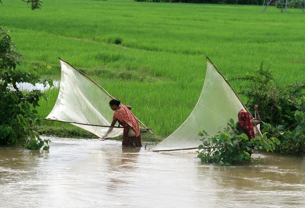RICEFIELD FISHERWOMEN