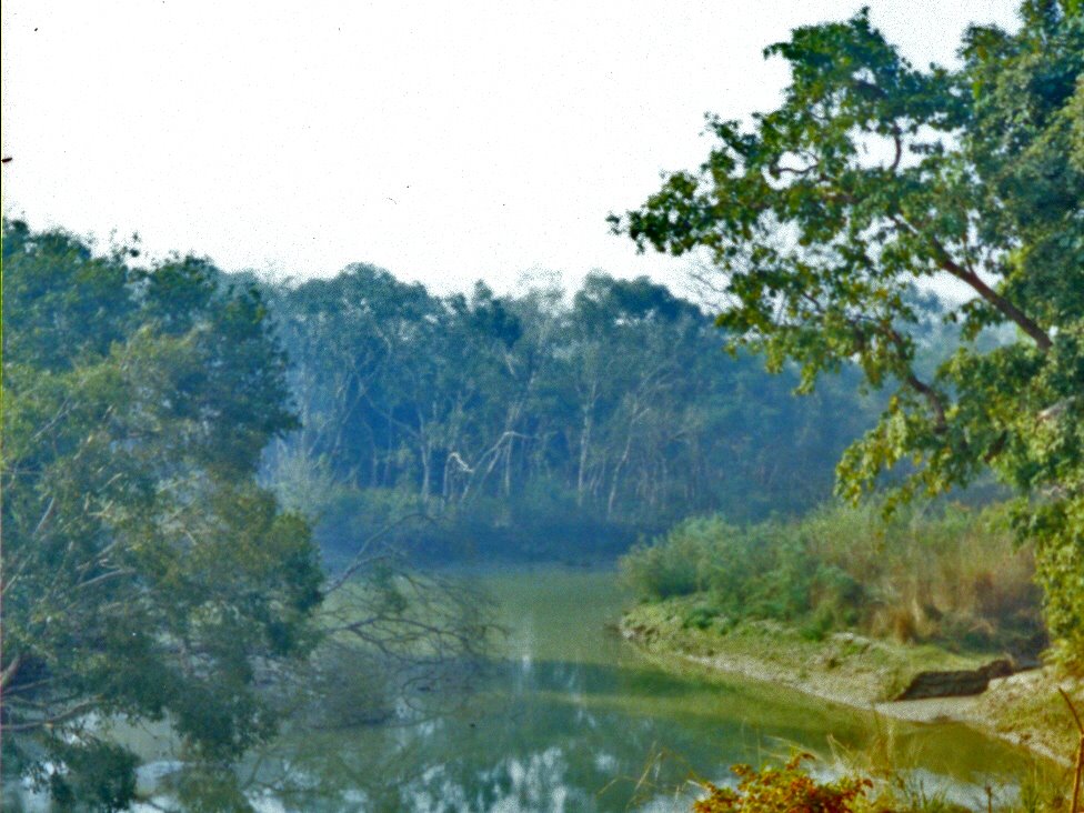 A Terai Stream in Dudhwa National Park