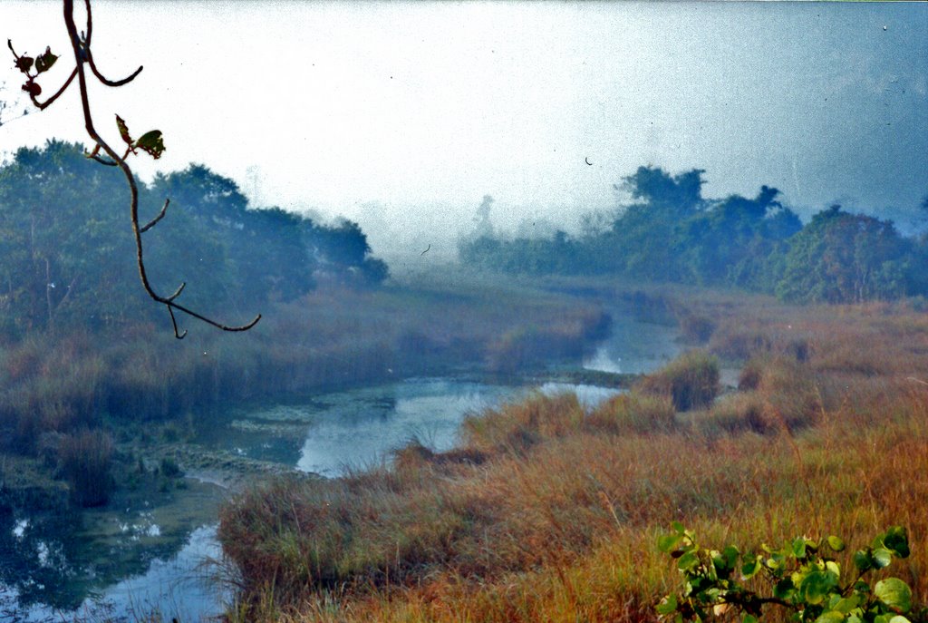 Marshy channel in Dudhwa National Park