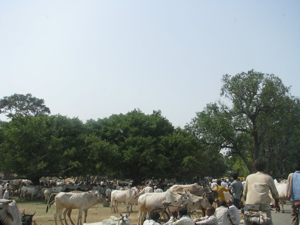 Pashu Mela