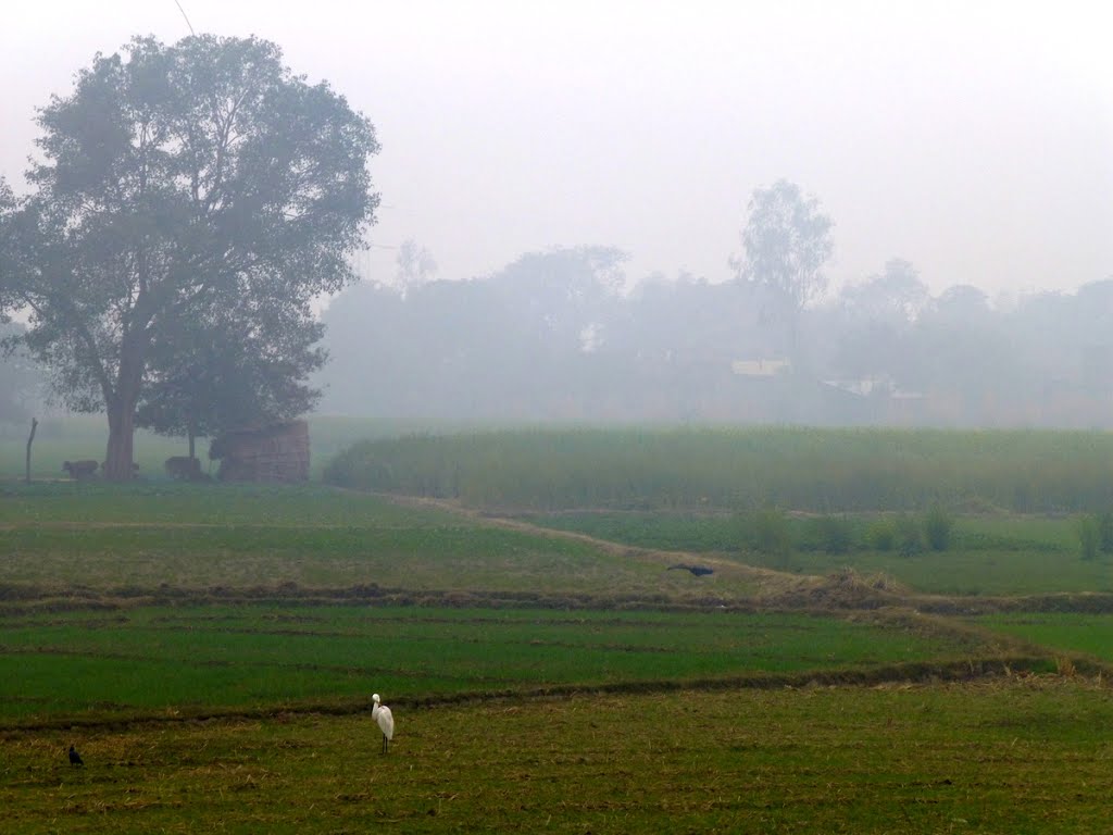 Foggy Landscape
