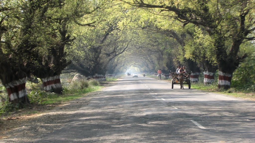 Slow motion.... Tanga, the horse pulled conveyance ..