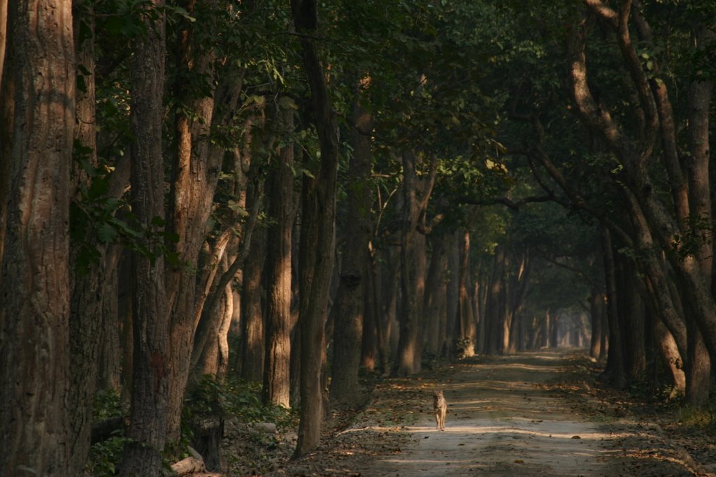 Jackal in Dudhwa