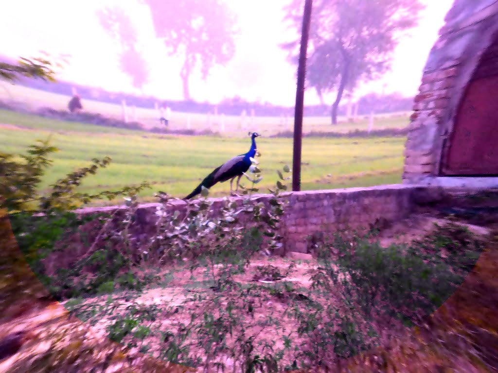 ☆ Shalpur Navdia, My lucky Shot By Eagle Eye ☆