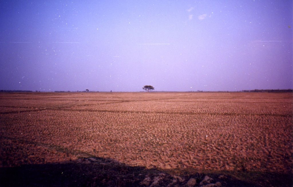 Reisfelder, unbebaut, in West-Bengalen