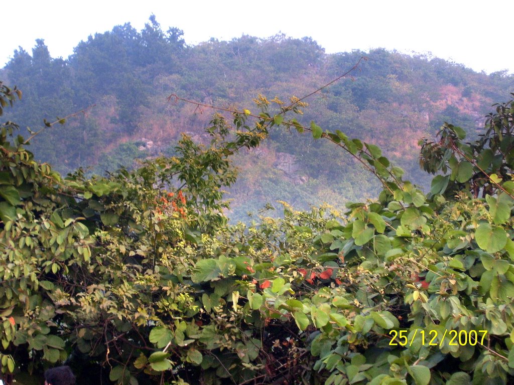 SUSUNIA FROM ONE PICK TO OTHER