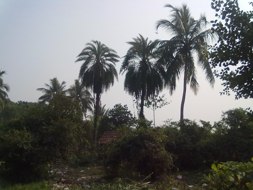 My Plot for Sale