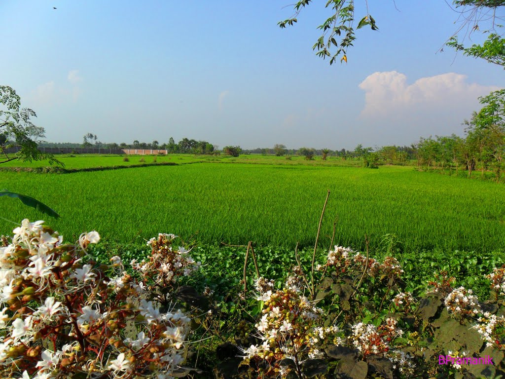 PADDY FIELD