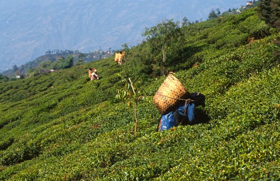 Darjeeling, teagardens