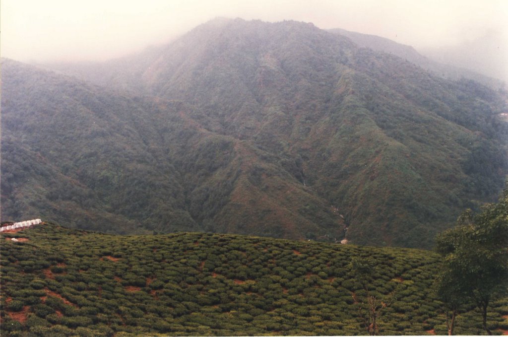 Darjeeling 12/2005