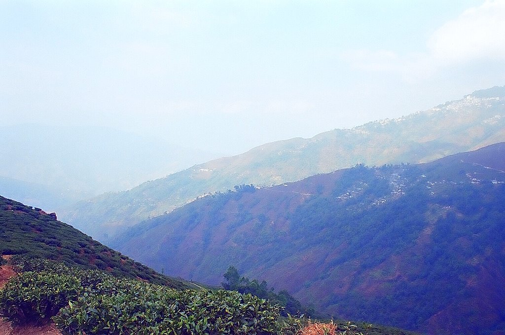 Happy valleyTea Garden,Darjeeling 12/2005