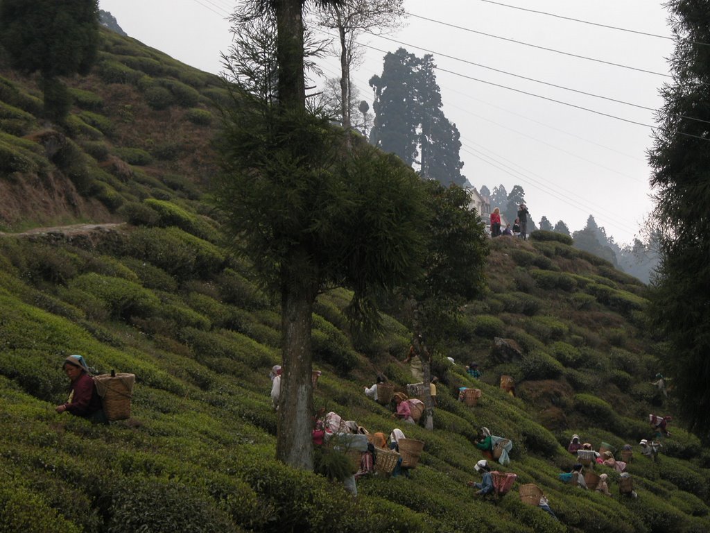 Happy tea valley in Darjeeling