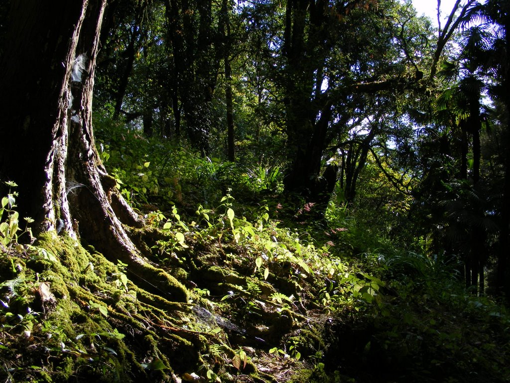 Lloyds Botanical Garden