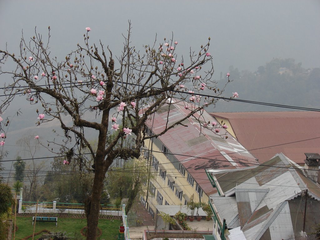Darjeeling.