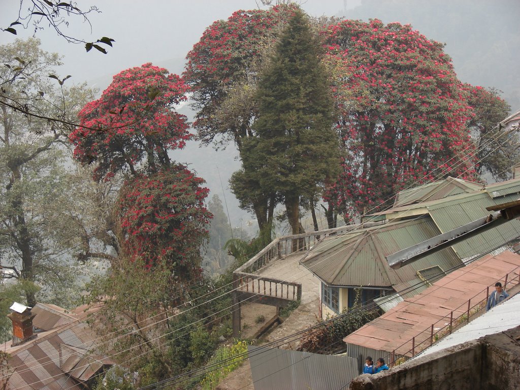 Darjeeling.