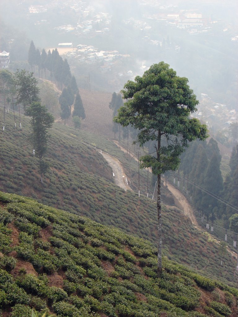 Darjeeling.theTea plantations